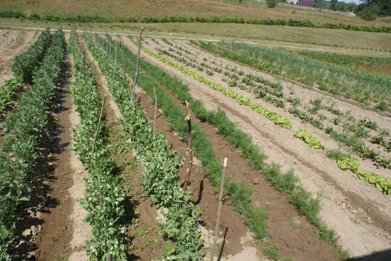 Agrodomki Okej -Dom Koko Gardna Wielka Extérieur photo