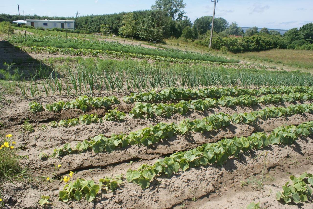 Agrodomki Okej -Dom Koko Gardna Wielka Extérieur photo